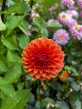 Florelie Angostura