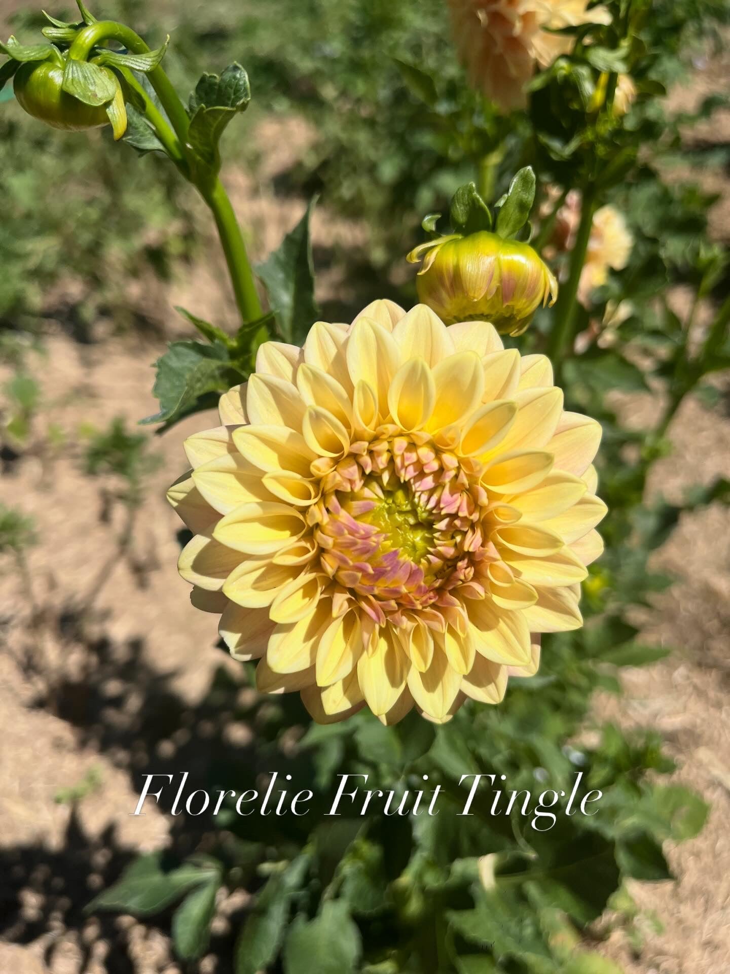 Florelie Fruit Tingle