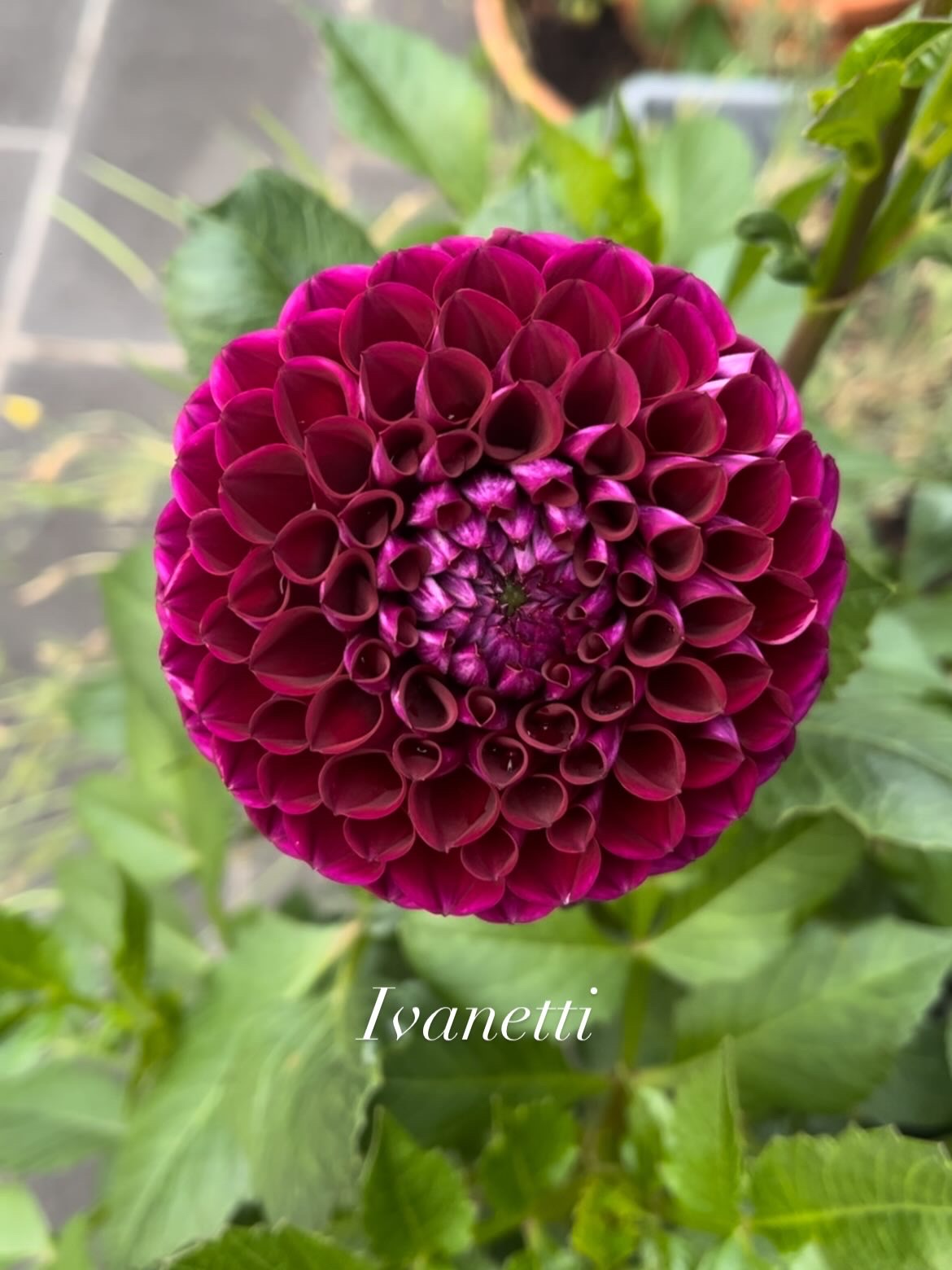 Ivanetti