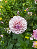 Jeff Bloom