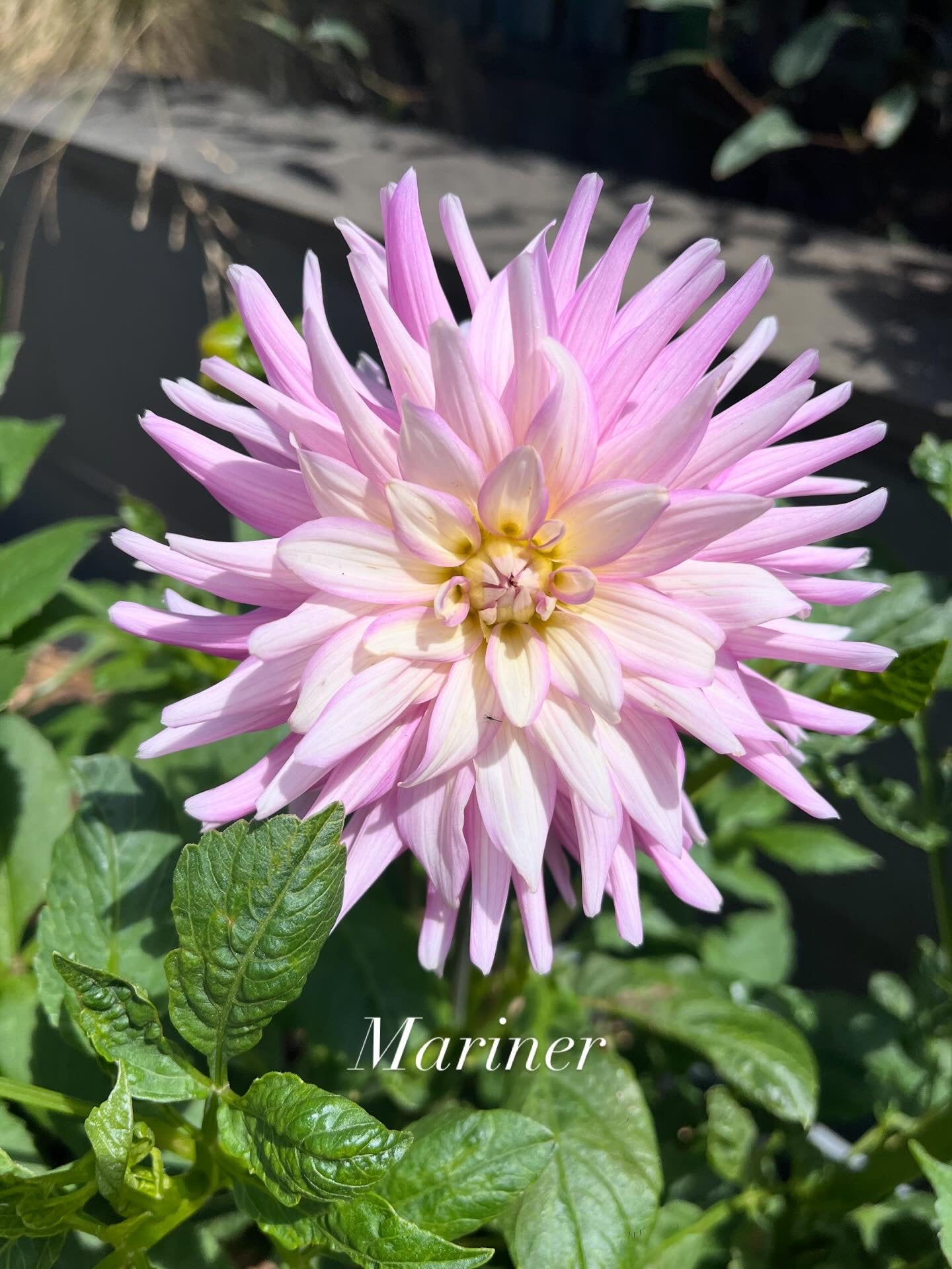 Mariner