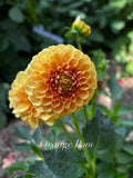 Orange Pom