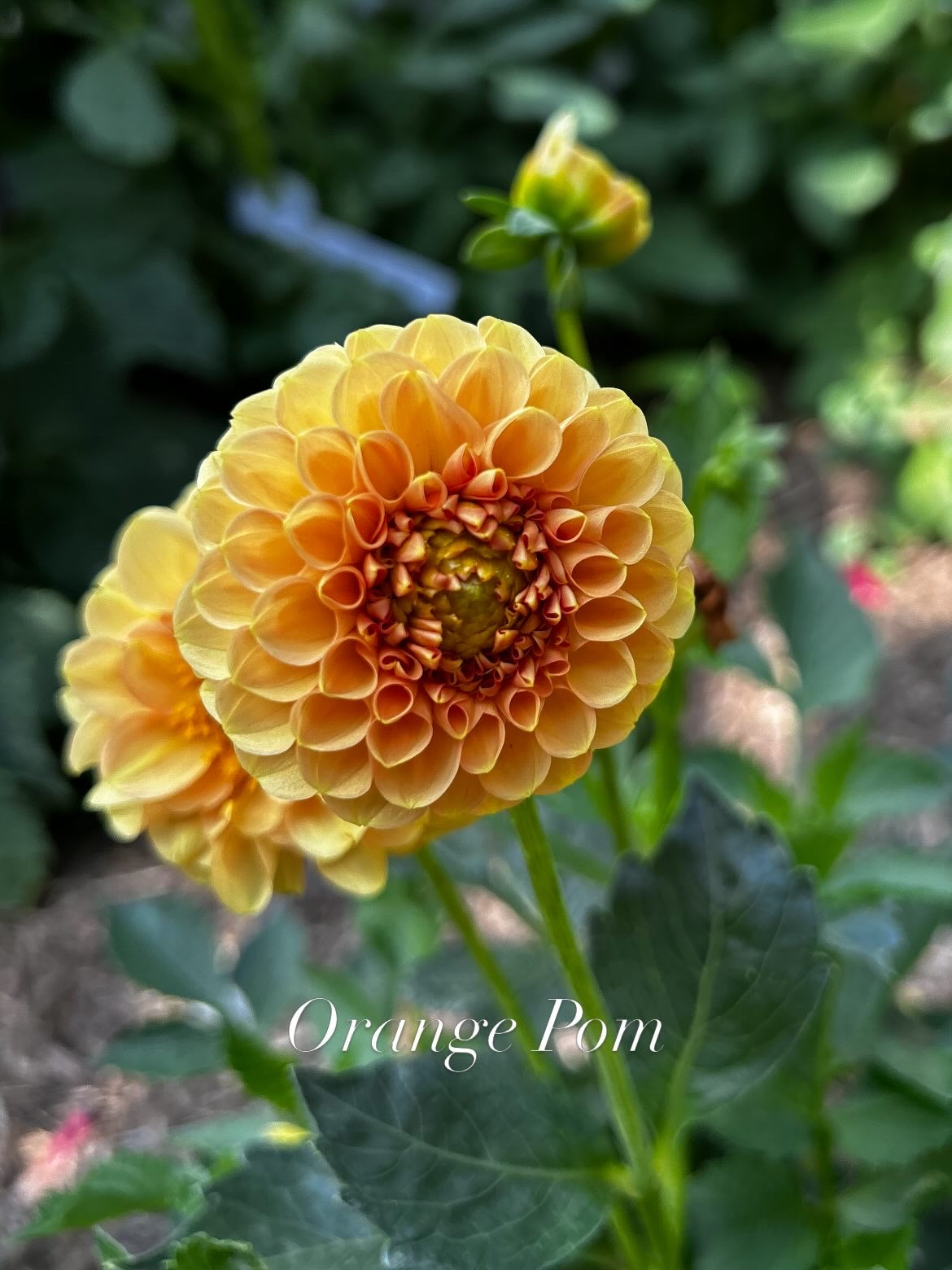 Orange Pom