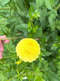 Pop willow