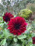 Southern Embers