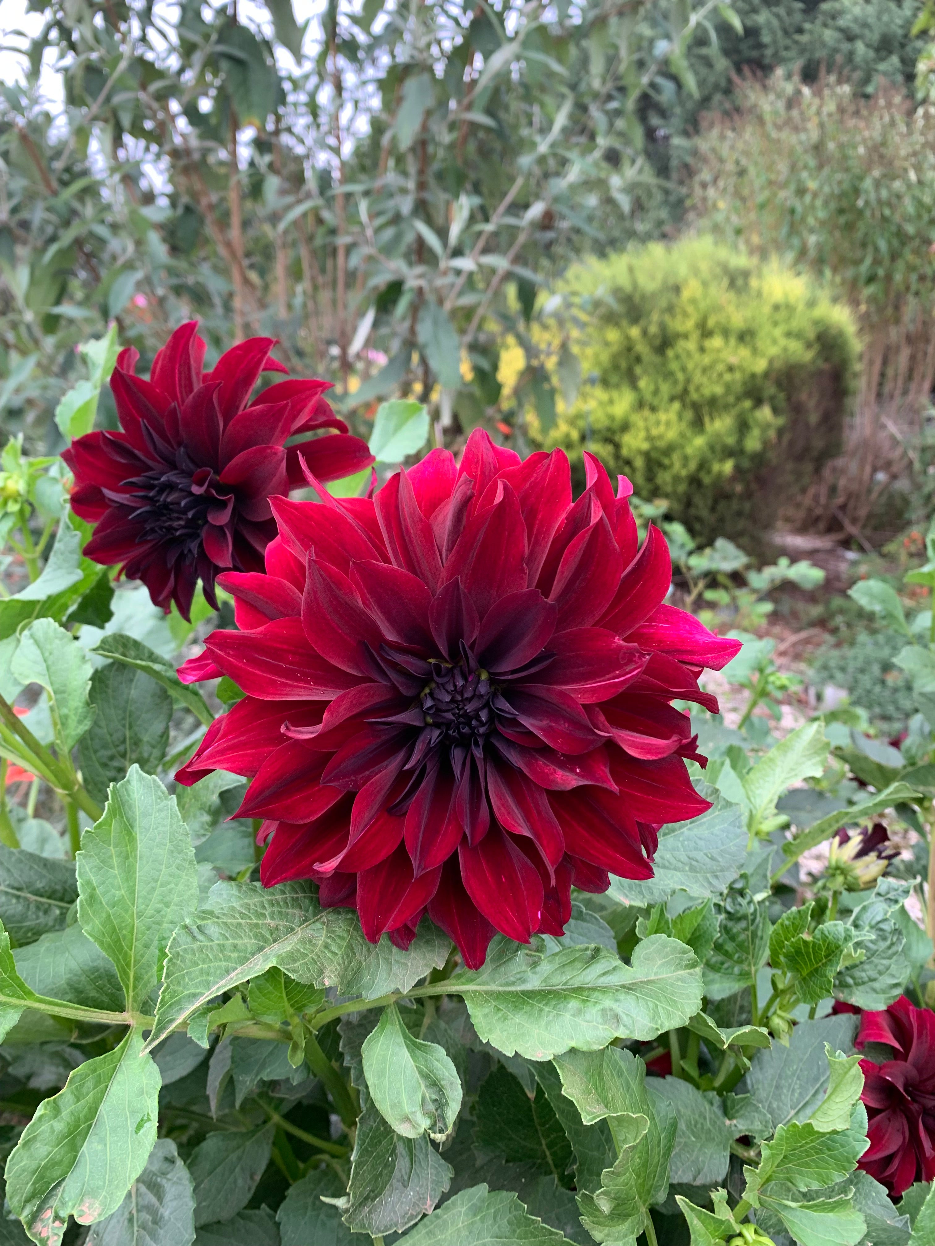 Southern Embers