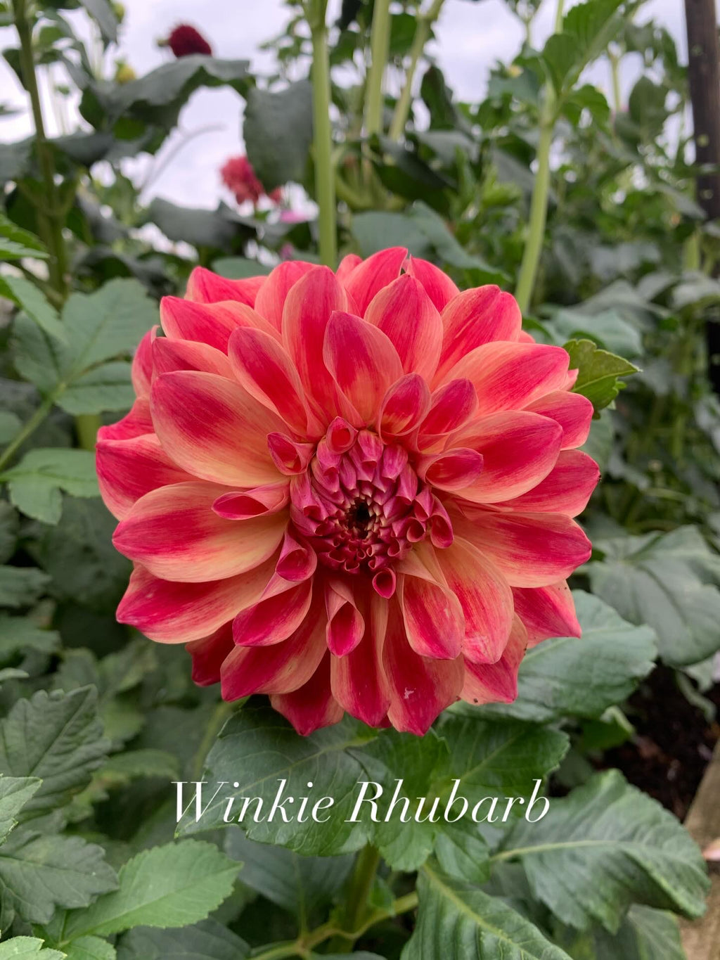 Winkie Rhubarb