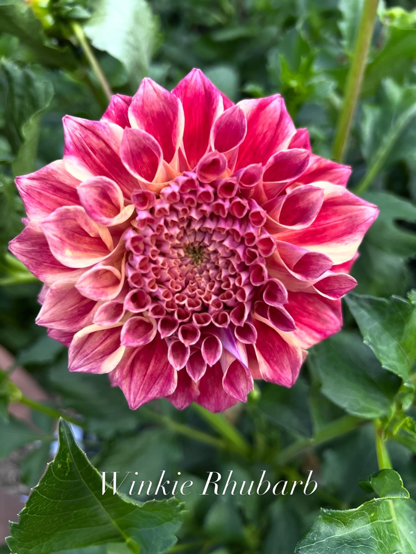 Winkie Rhubarb