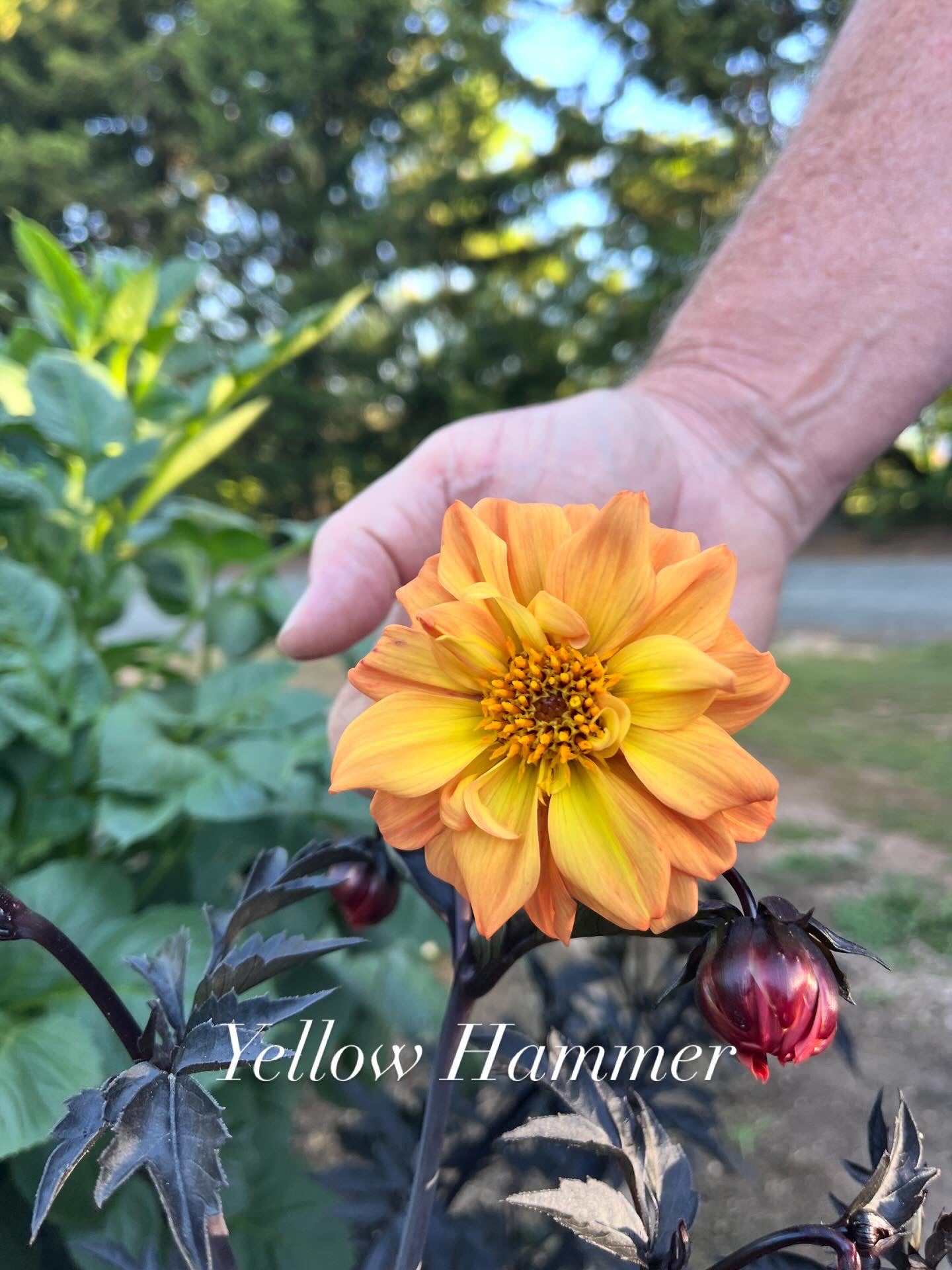 Yellow Hammer