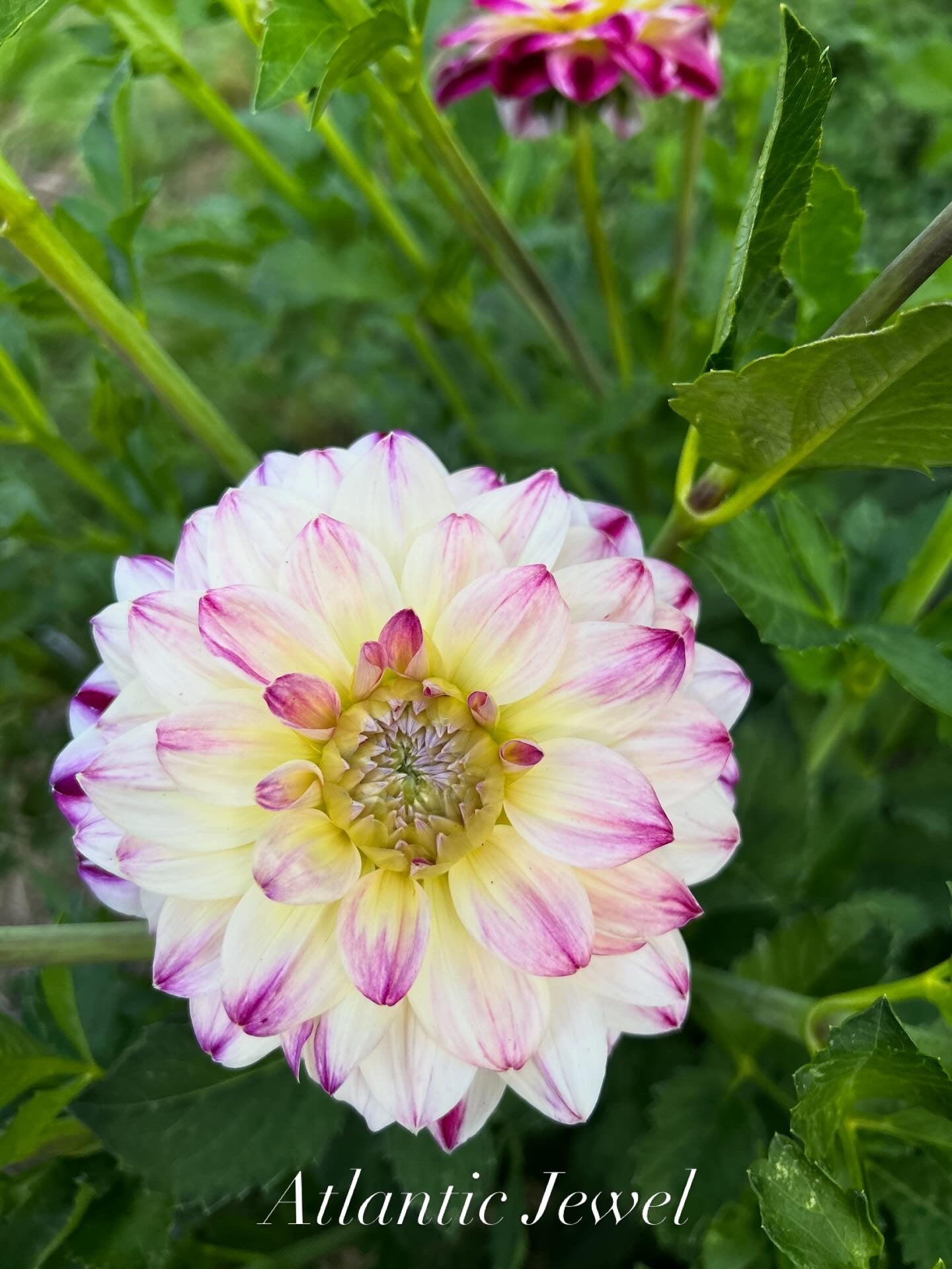 Atlantic Jewel