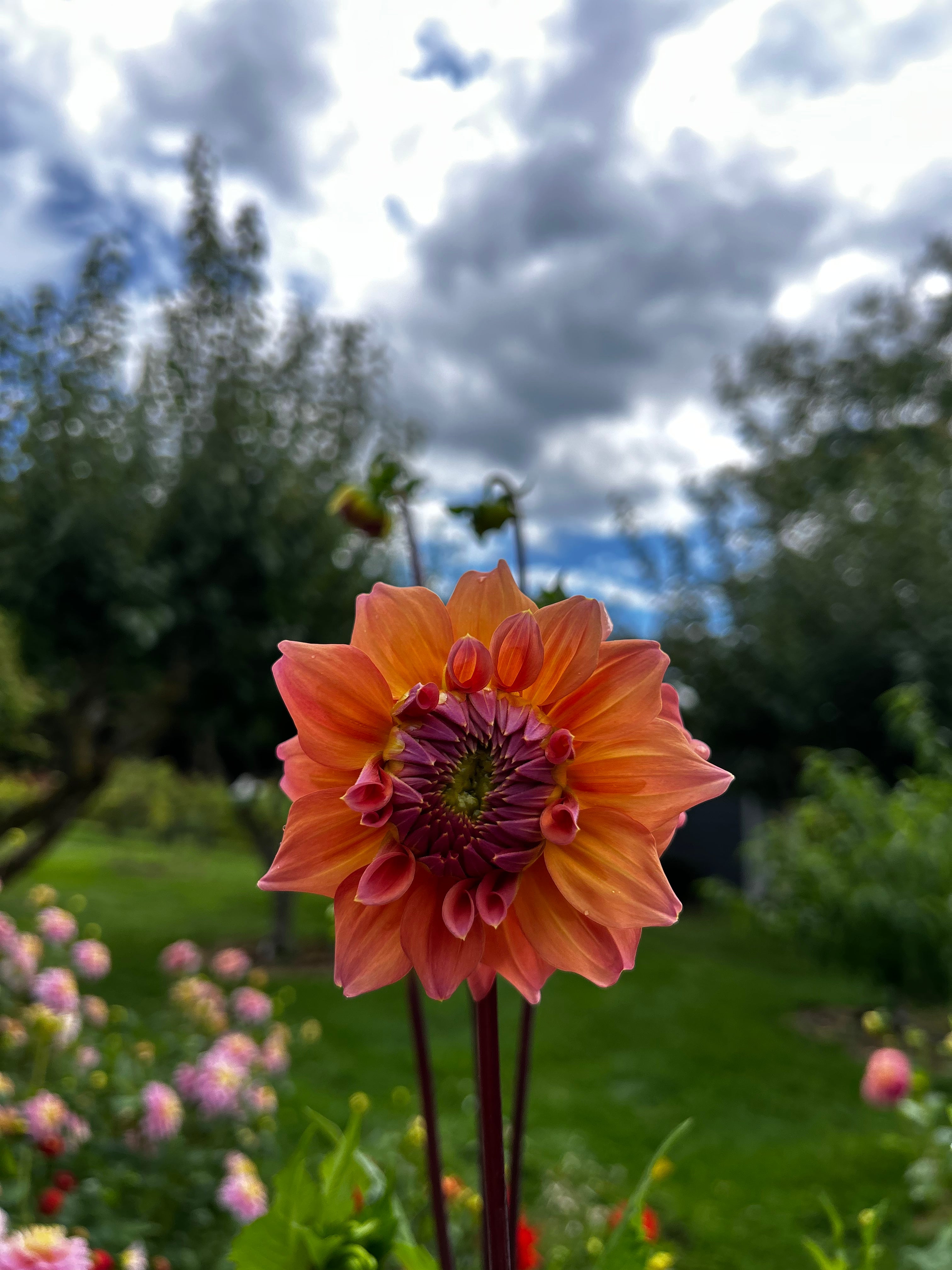 Apricot Peachy