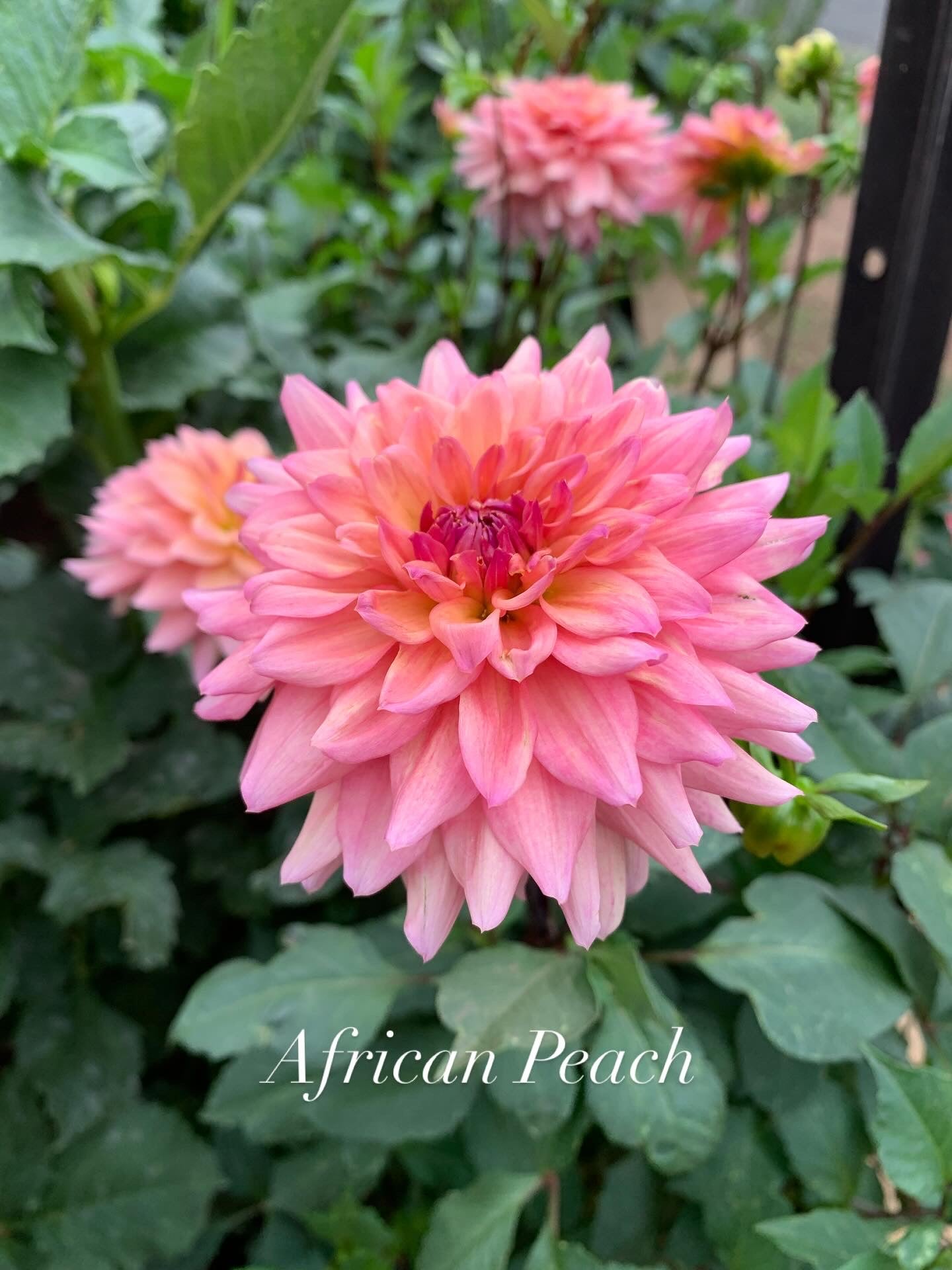 African Peach