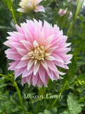 Alloway Candy