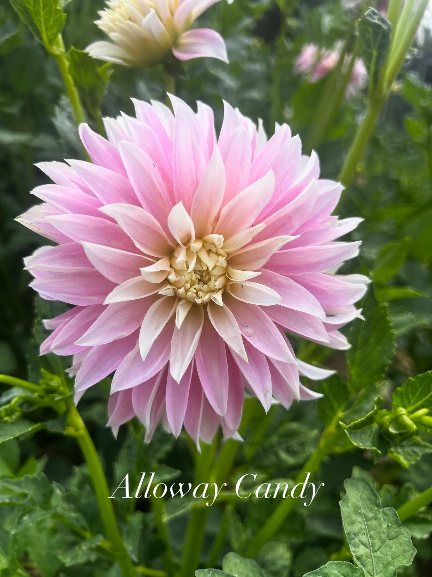 Alloway Candy