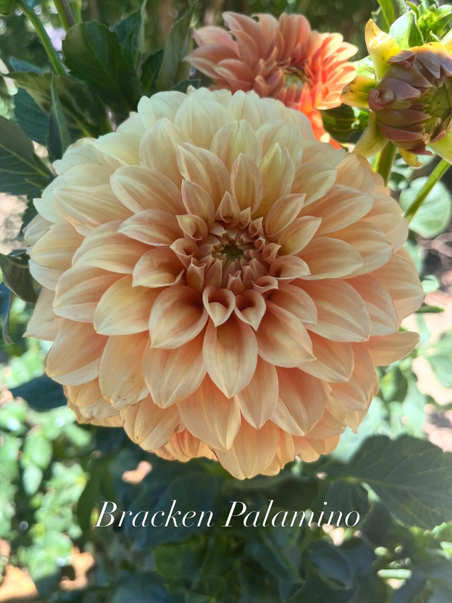 Bracken Palomino