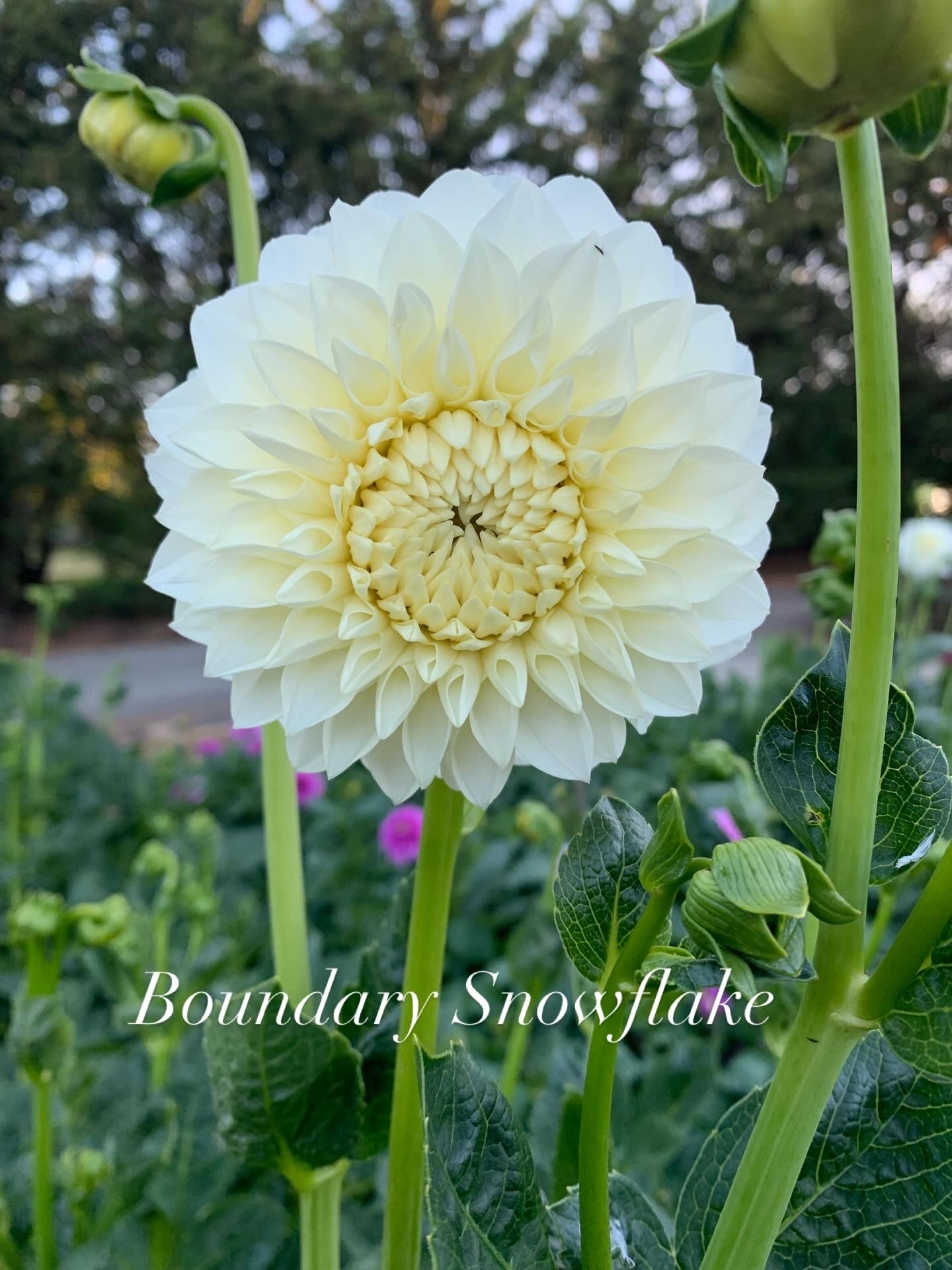 Boundary Snowflake