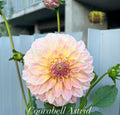 Coorabell Astrid