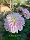 Clara Thora