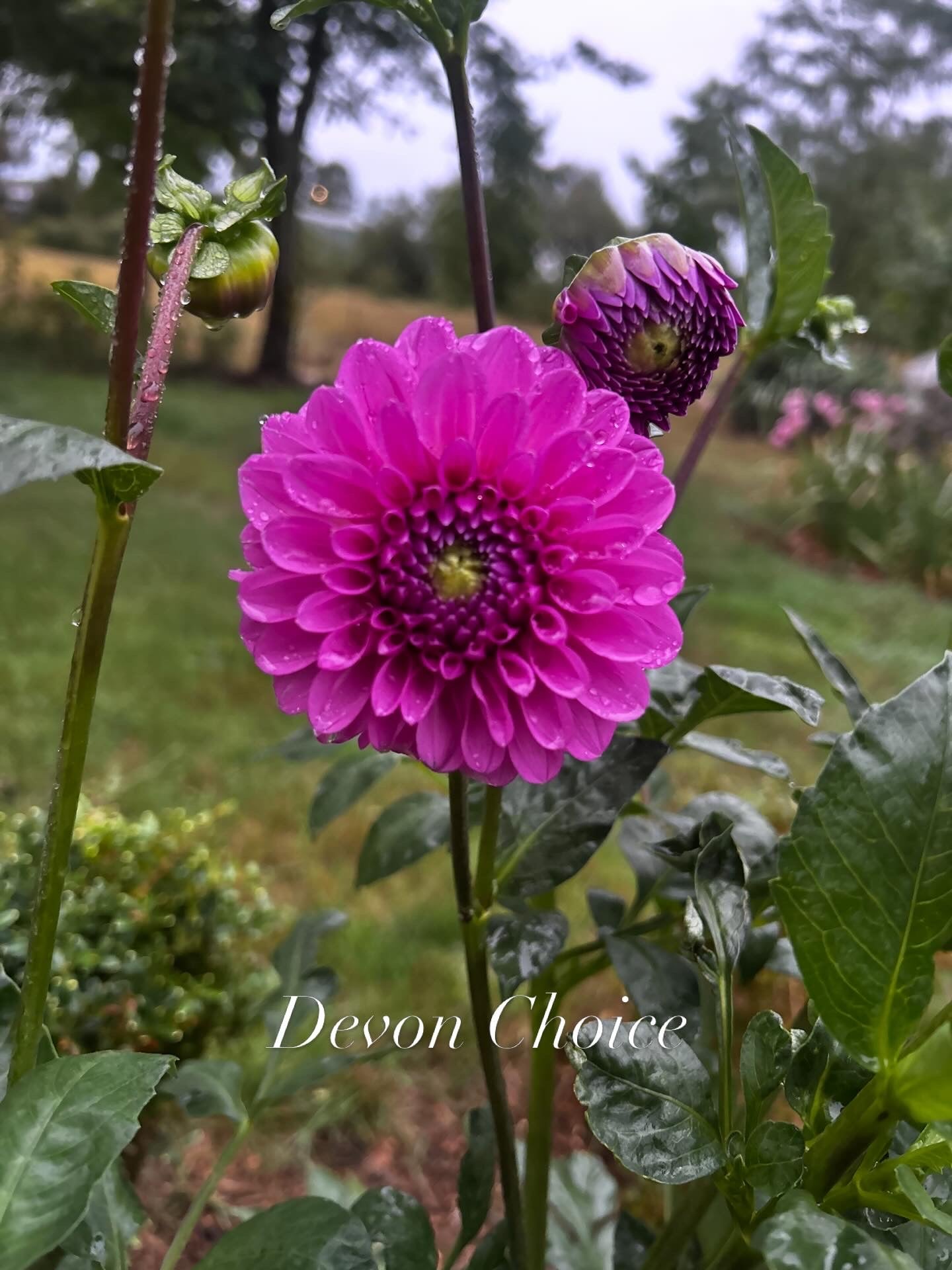 Devon Choice