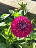 Devon Safari