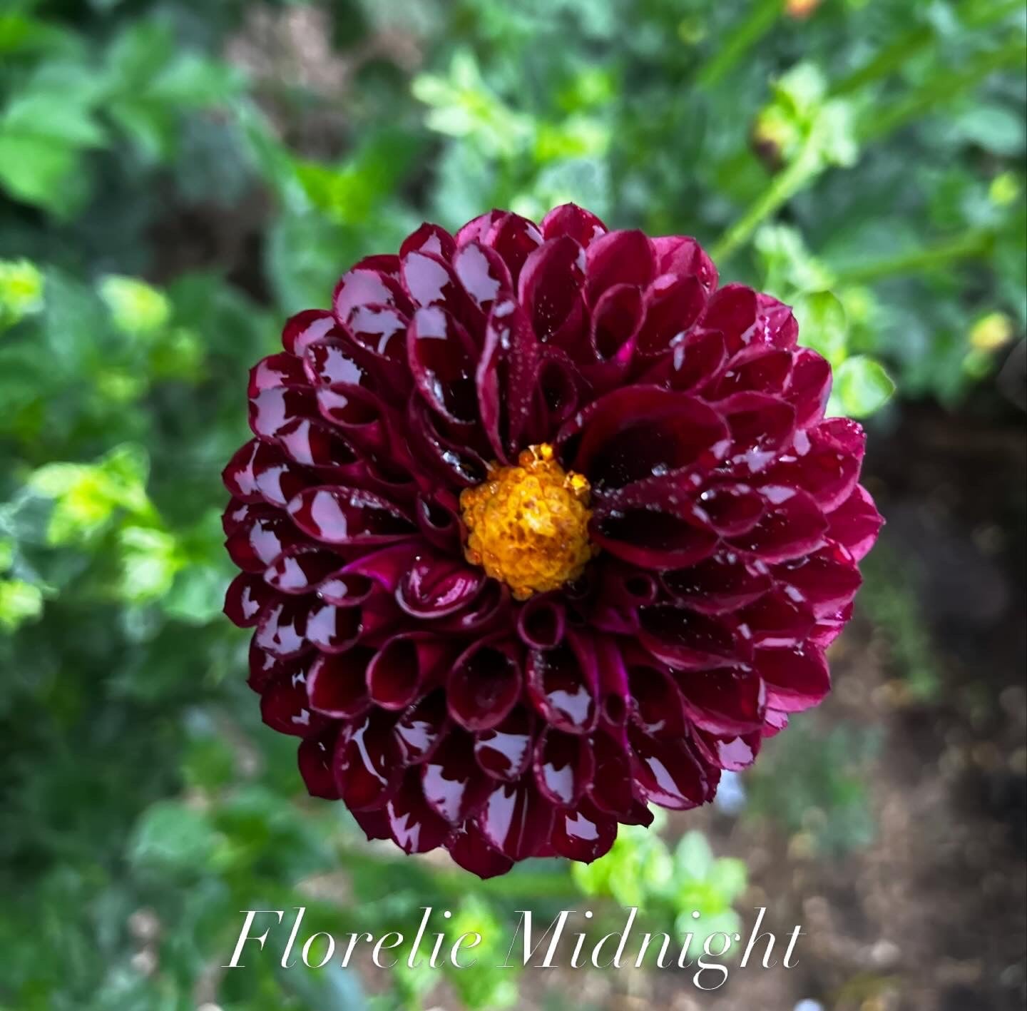 Florelie Midnight