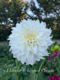 Florelie Whipped Cream