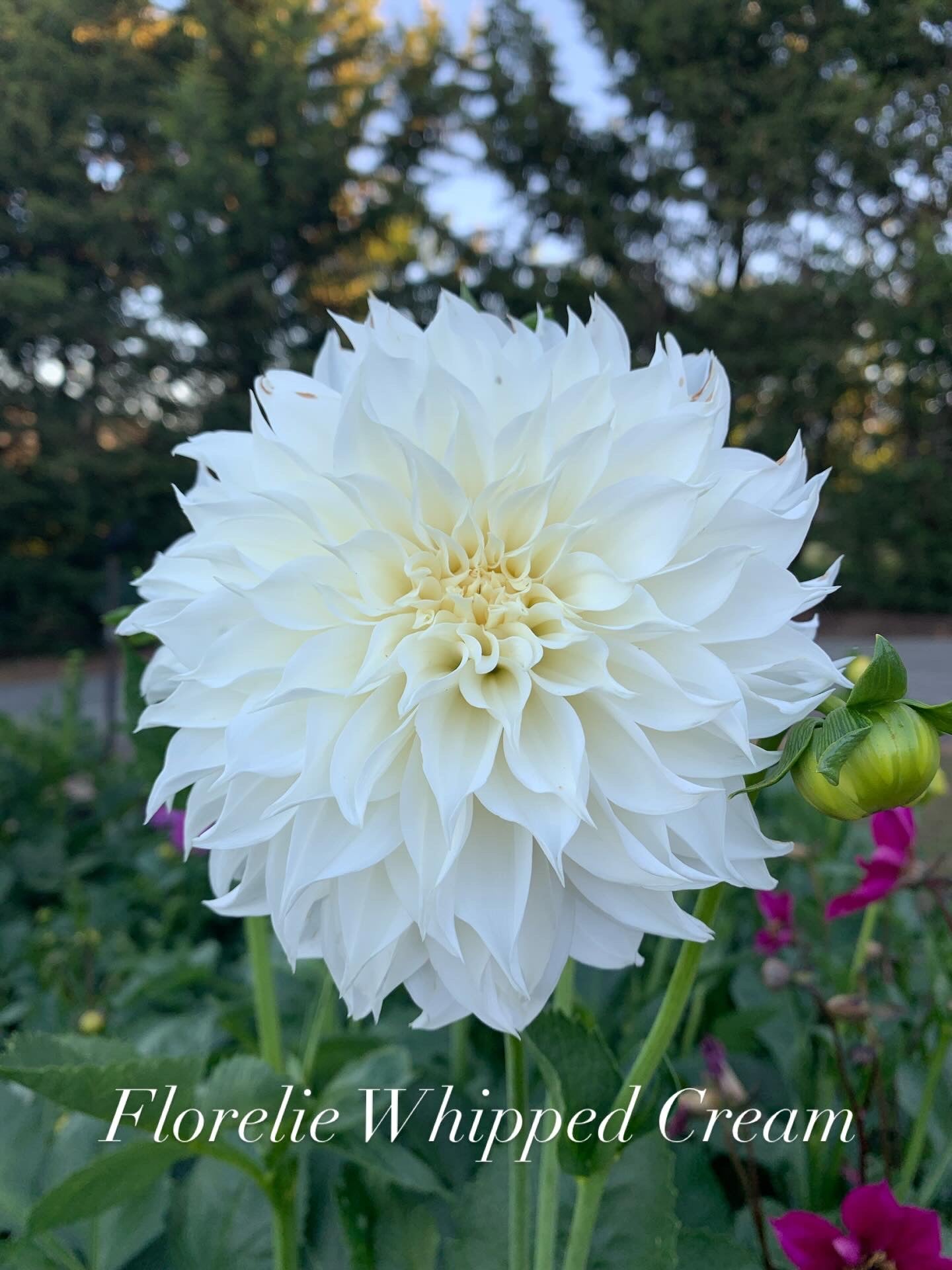 Florelie Whipped Cream